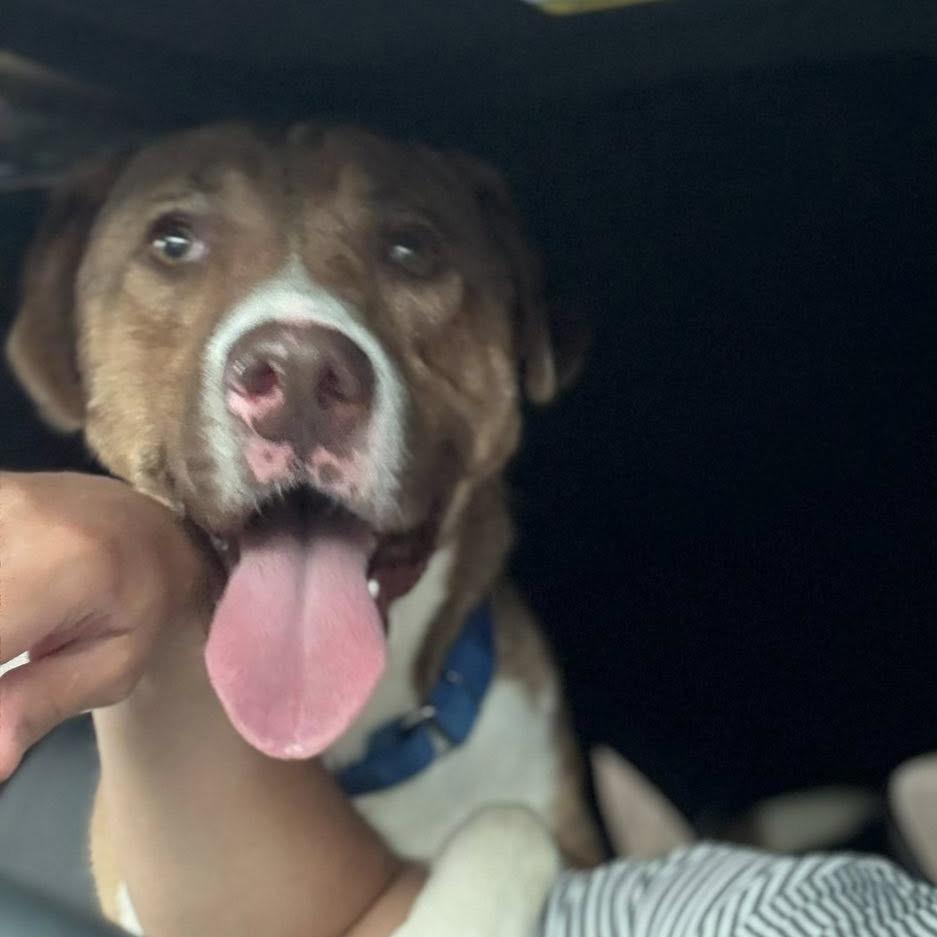 Hopper 21332 — thumbnail 4