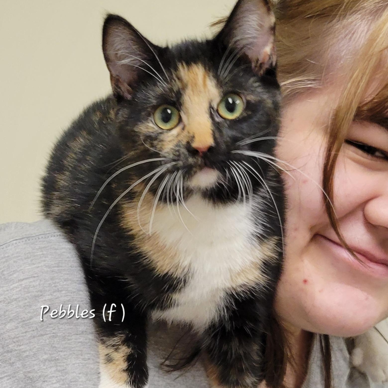 Enlarge Pebbles, a Adoptable Domestic Short Hair in Mazon, IL image 1/1
