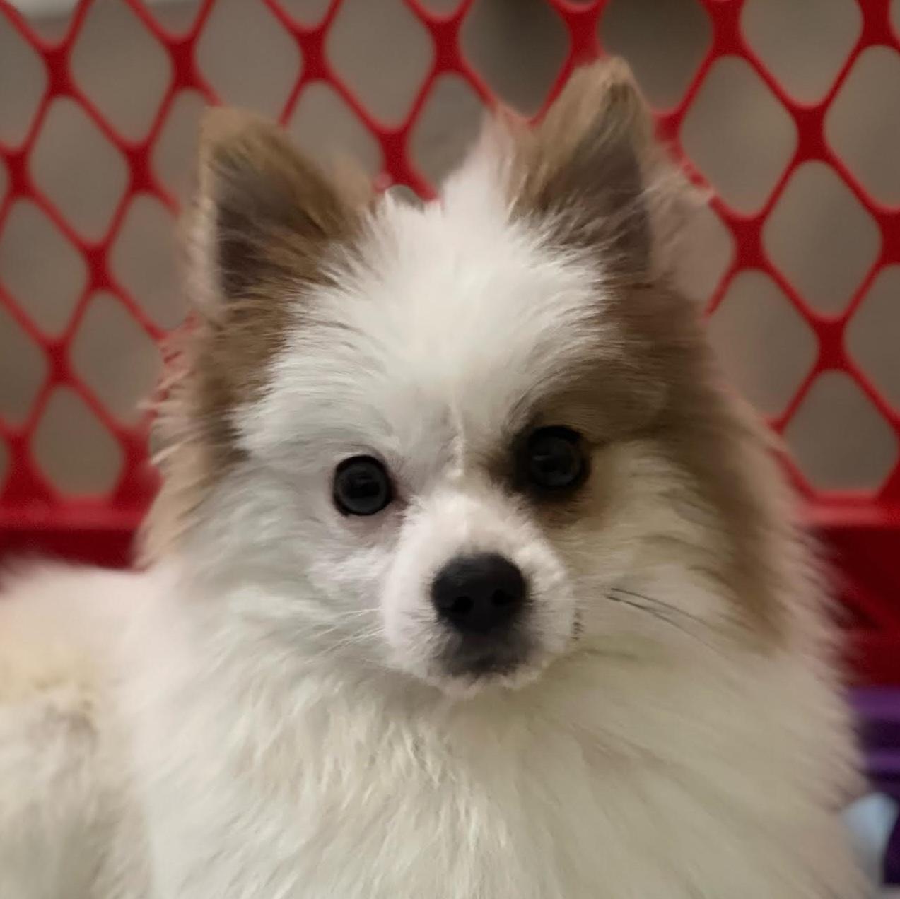 Oakie, adopted, Young Male Pomeranian.