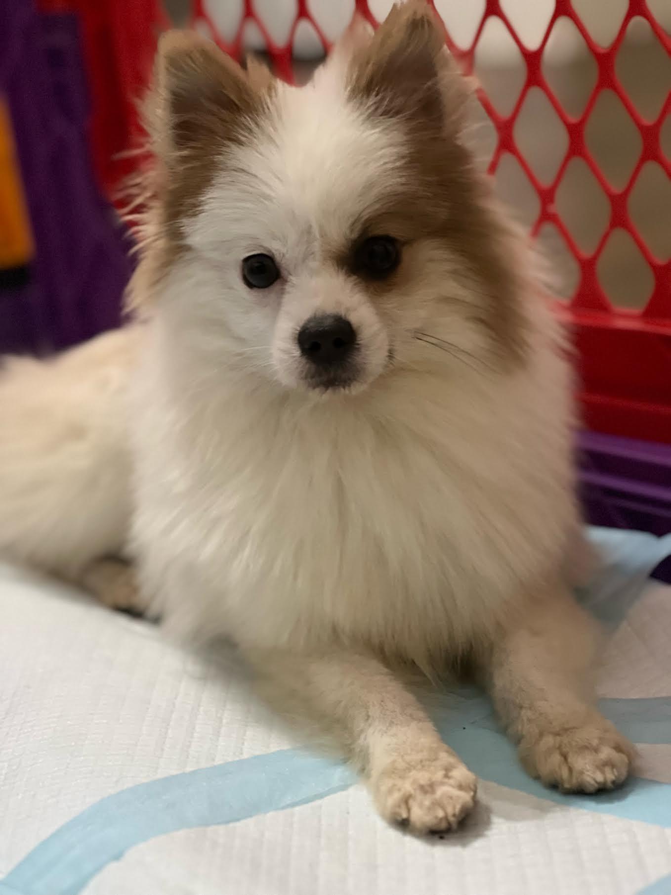 Enlarge Oakie, an adopted mixed breed in Cumming, GA image 2/3