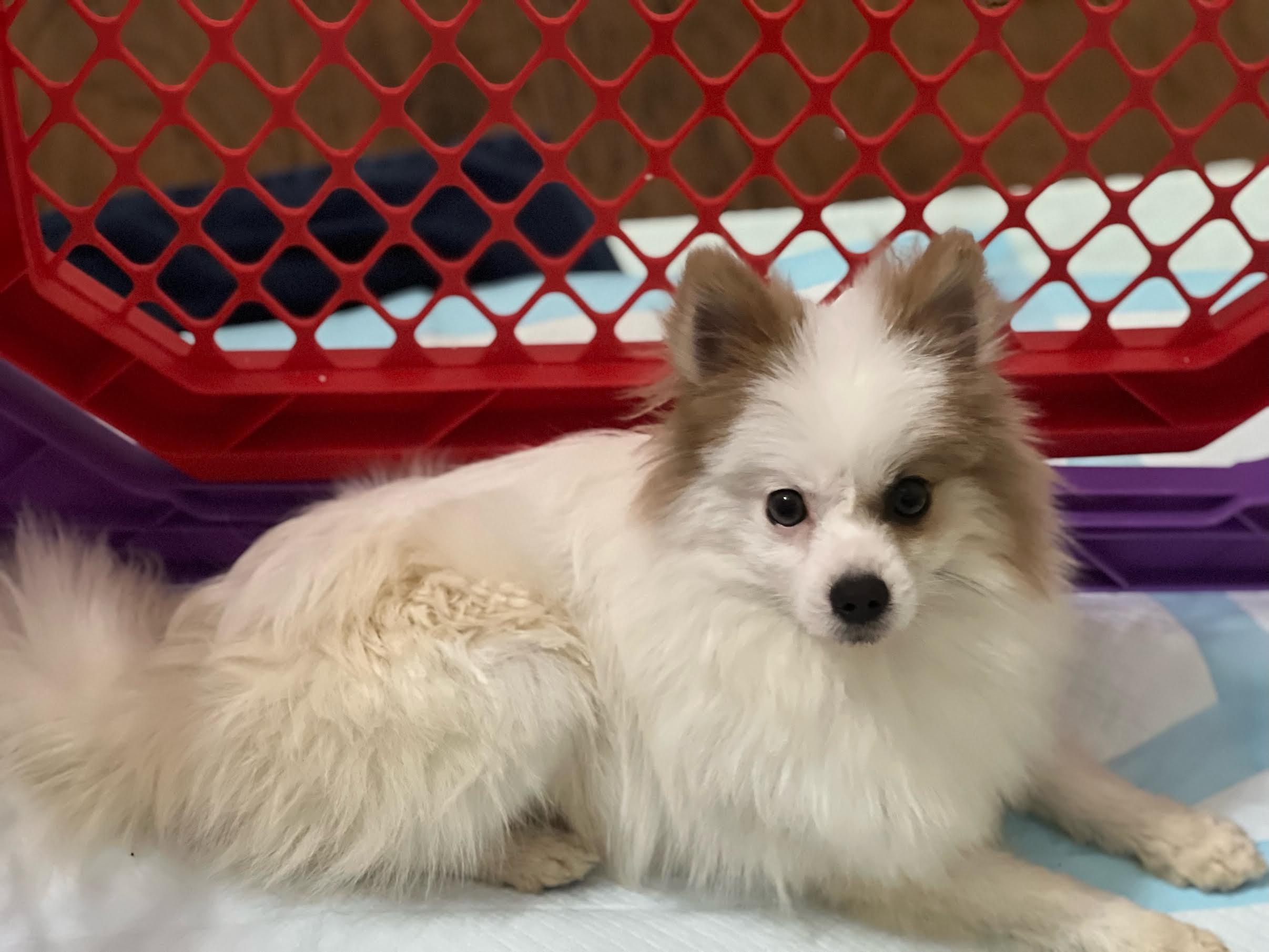 Enlarge Oakie, an adopted mixed breed in Cumming, GA image 3/3