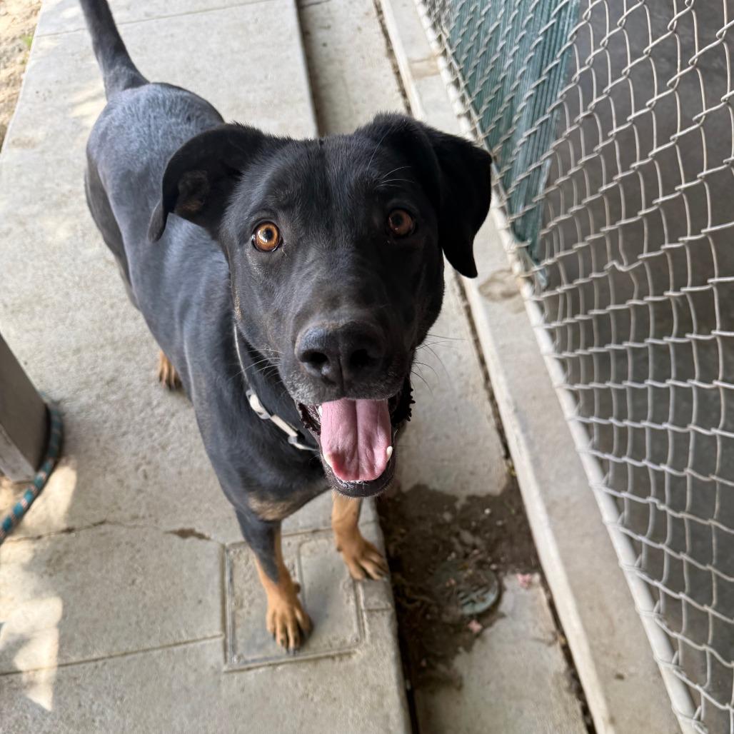 Enlarge Bolt, a Adoptable Shepherd in Carlin, NV image 1/1