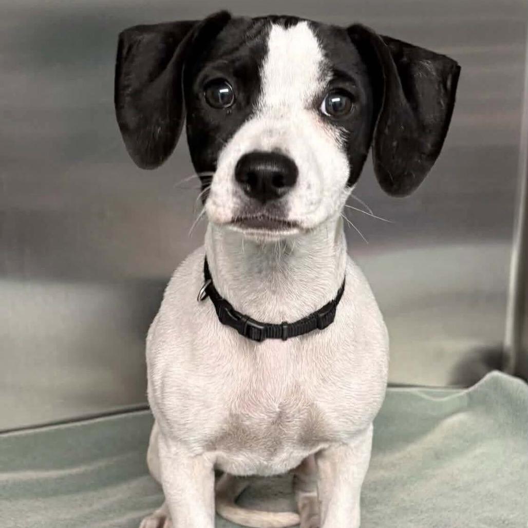 FOSTER NEEDED - Moo Moo photo