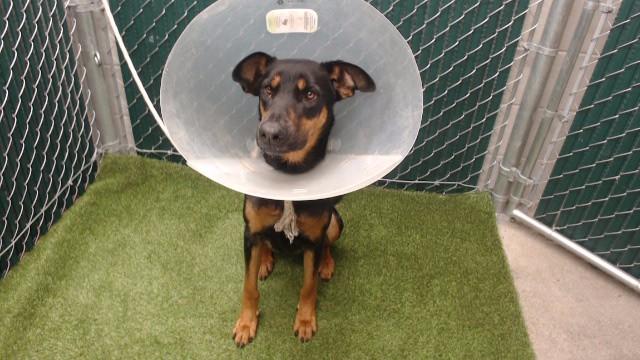 FANNY, Adoptable, Adult Female German Shepherd Dog.