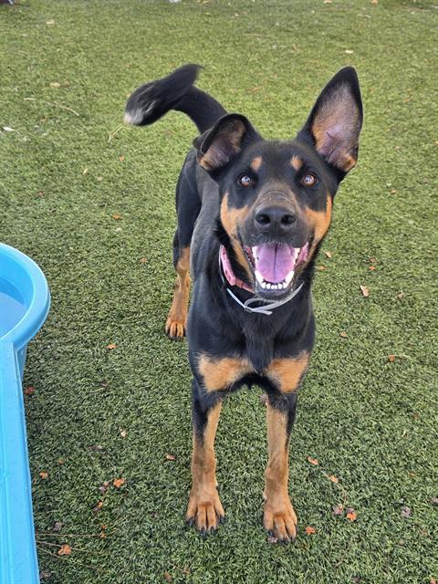FANNY, Adoptable, Adult Female German Shepherd Dog.