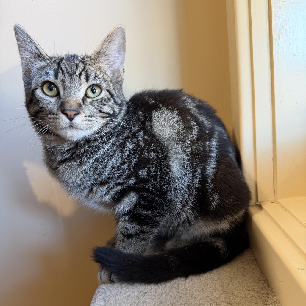 Enlarge Angus, a Adoptable Domestic Short Hair in Agoura Hills, CA image 1/6