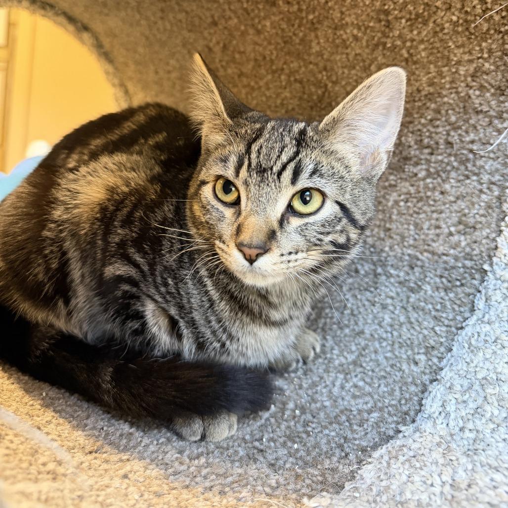 Enlarge Angus, a Adoptable Domestic Short Hair in Agoura Hills, CA image 2/6
