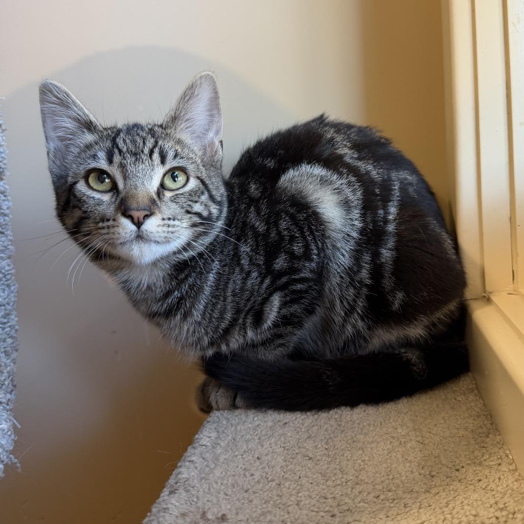 Enlarge Angus, a Adoptable Domestic Short Hair in Agoura Hills, CA image 3/6