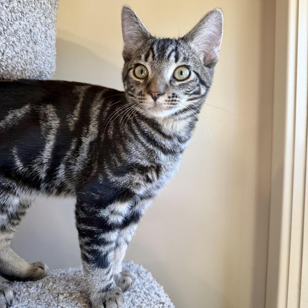 Enlarge Angus, a Adoptable Domestic Short Hair in Agoura Hills, CA image 4/6