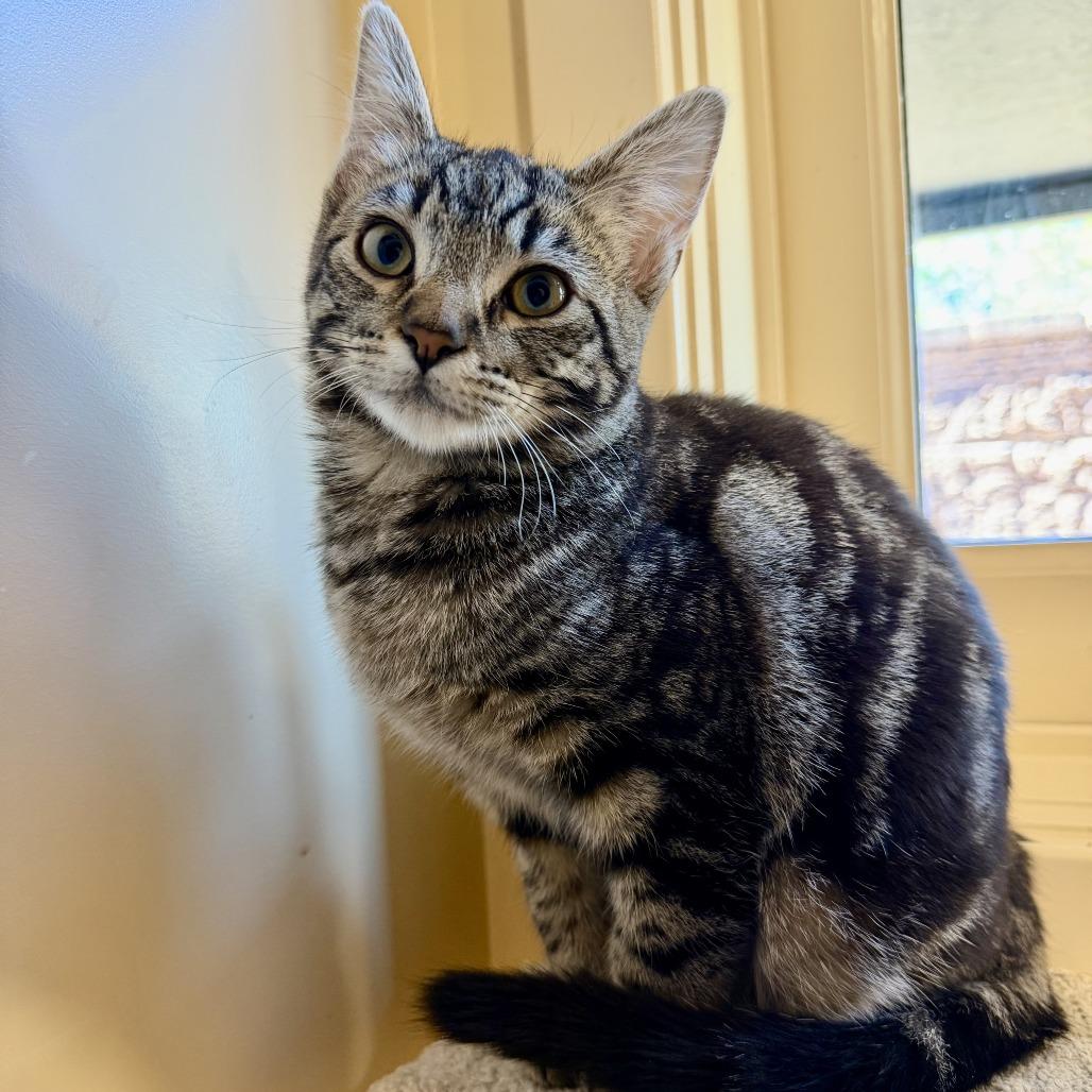 Enlarge Angus, a Adoptable Domestic Short Hair in Agoura Hills, CA image 5/6