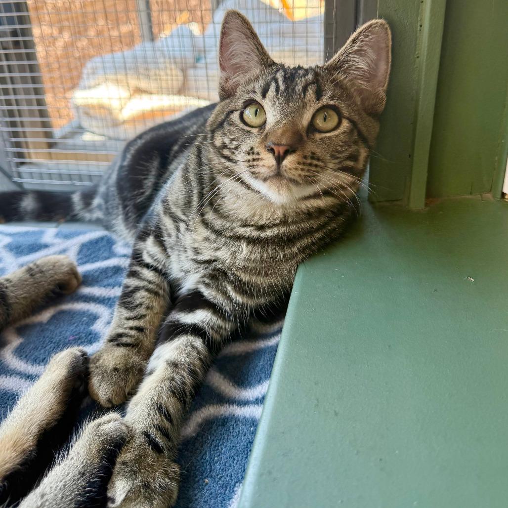 Enlarge Angus, a Adoptable Domestic Short Hair in Agoura Hills, CA image 6/6