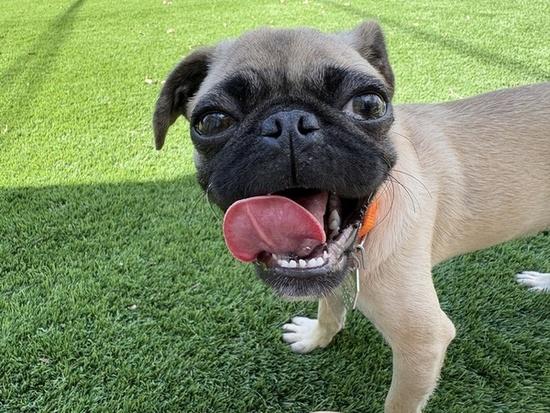Boot Scoot, adopted, Young Male Pug.