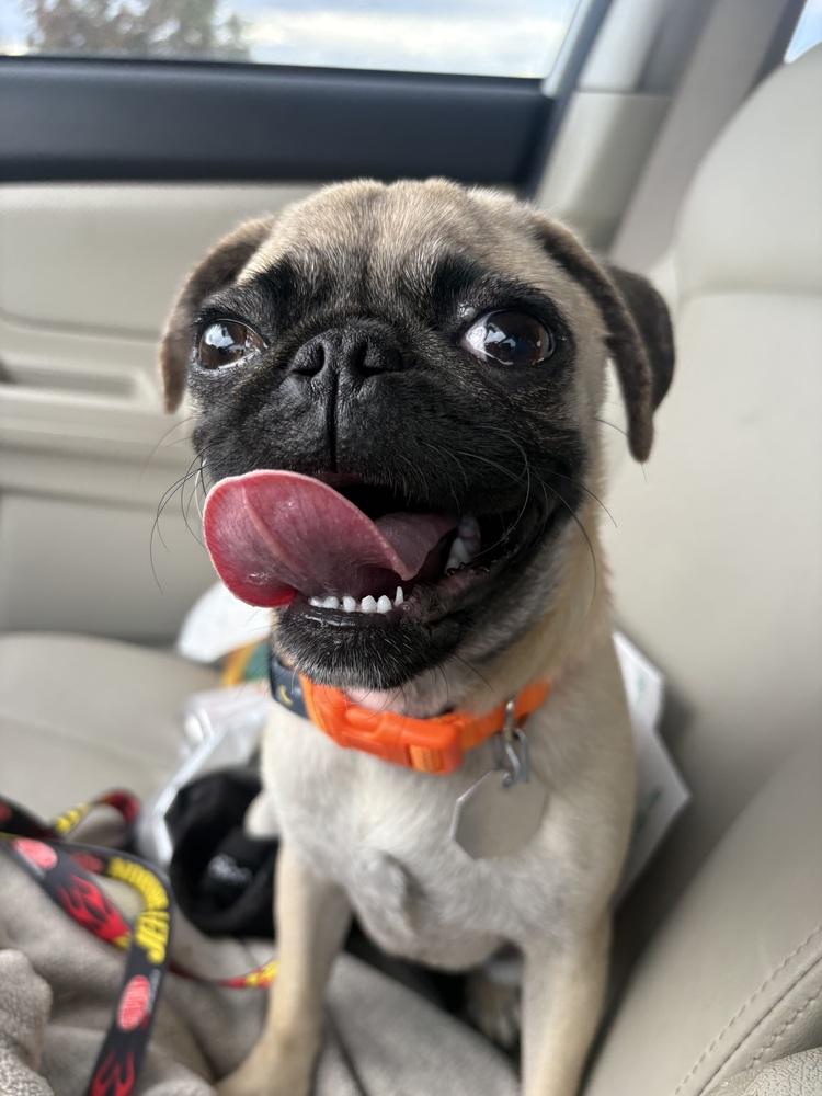 Enlarge Boot Scoot, an adopted Pug in Denver, CO image 2/4