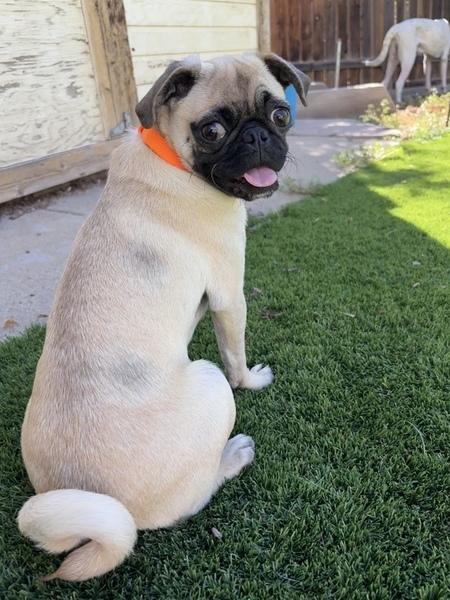Enlarge Boot Scoot, an adopted Pug in Denver, CO image 4/4