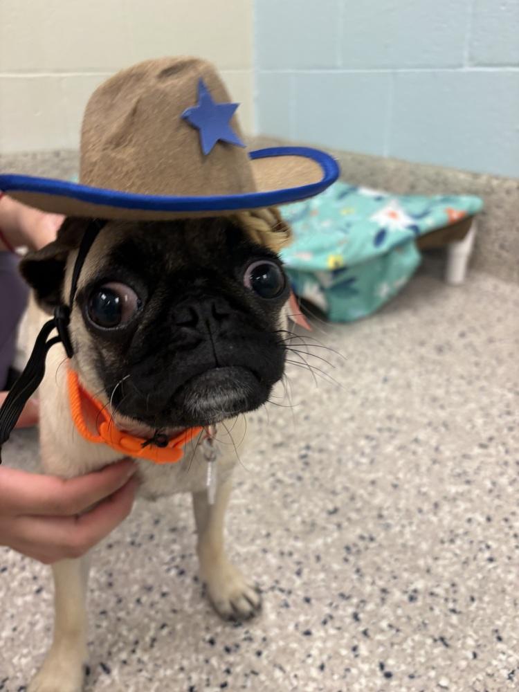 Enlarge Boot Scoot, an adopted Pug in Denver, CO image 3/4
