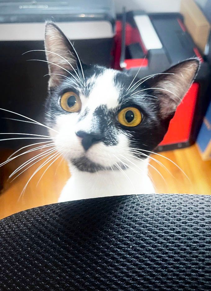 Enlarge Wisconsin, a Adoptable Domestic Short Hair in Miami, FL image 1/6