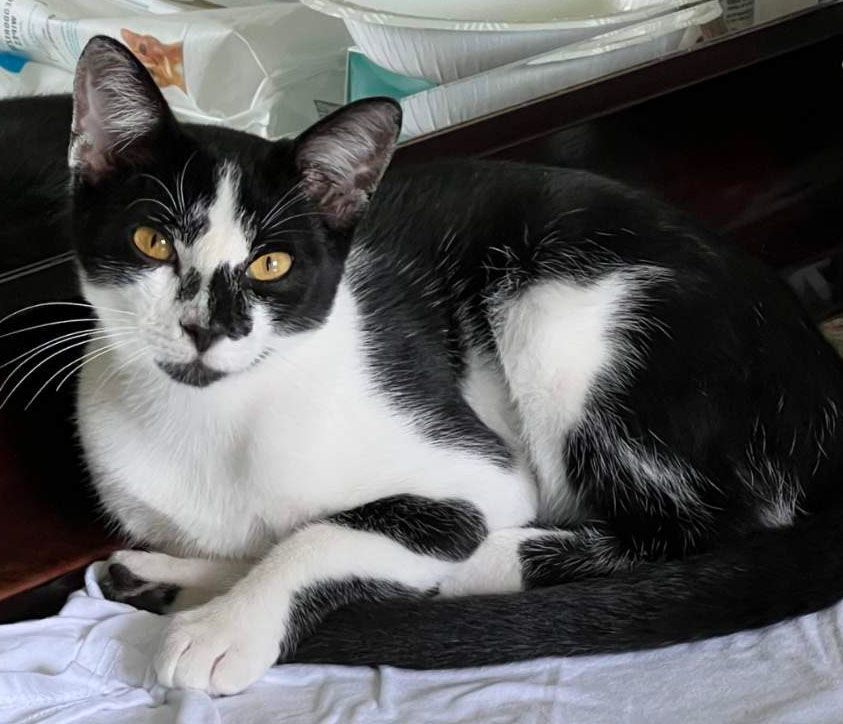 Enlarge Wisconsin, a Adoptable Domestic Short Hair in Miami, FL image 3/6