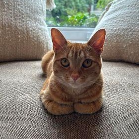 Tallinn, Adoptable, Adult Female Domestic Short Hair.