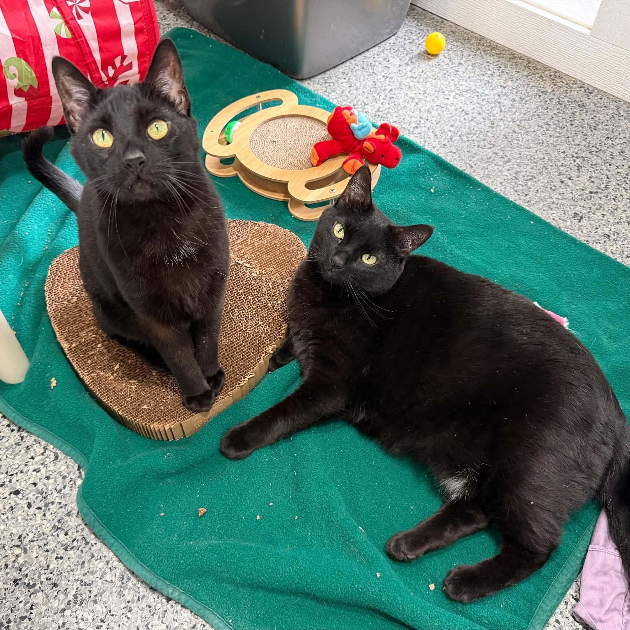 Peanut & Butter (Bonded Pair), adoptable, Adult Female Domestic Short Hair.
