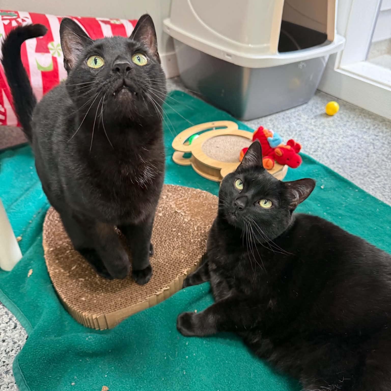 Peanut & Butter (Bonded Pair), an adoptable mixed breed in Penn Yan, NY image 2/4