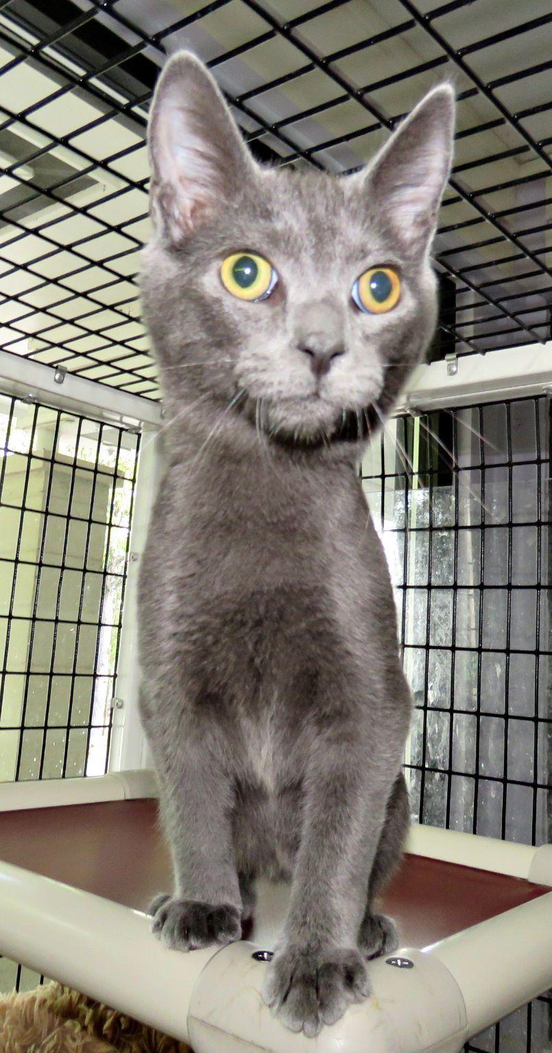Enlarge Hank, a Adoptable mixed breed in Lexington, VA image 2/2