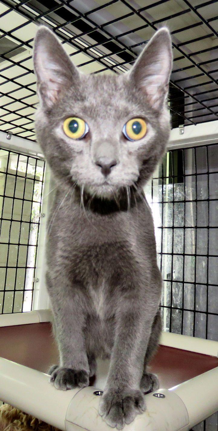 Enlarge Hank, a Adoptable mixed breed in Lexington, VA image 1/2