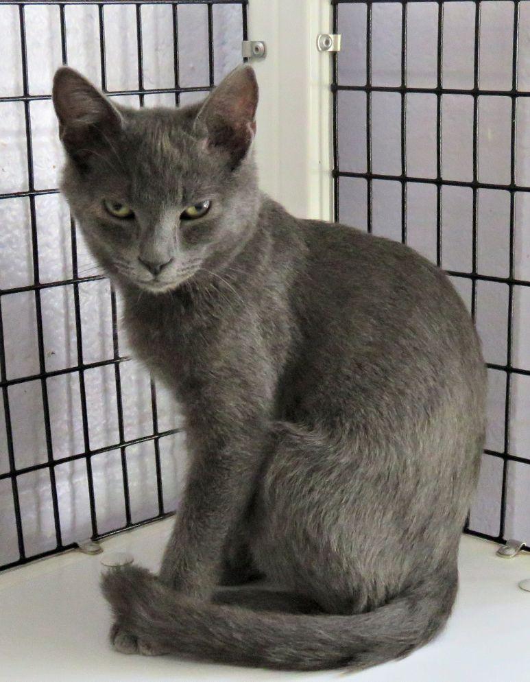 Hank, ADOPTABLE, Kitten Male Domestic Short Hair.