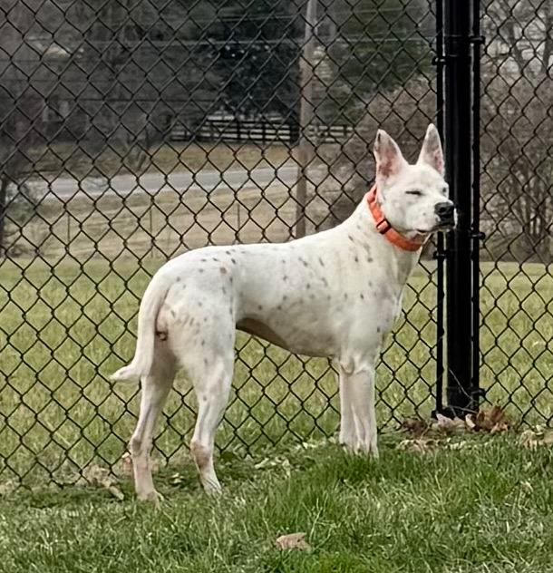 Dream, Adoptable, Adult Female Mixed Breed.