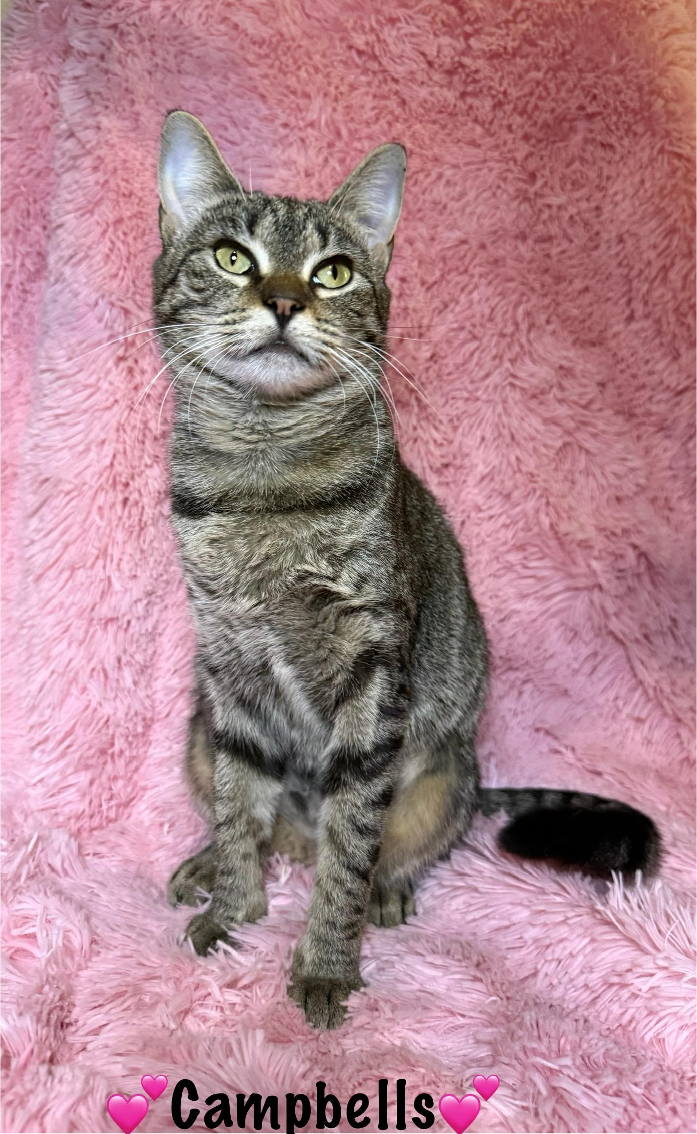 Enlarge Campbells, a Adoptable Domestic Short Hair in Copley, OH image 1/6