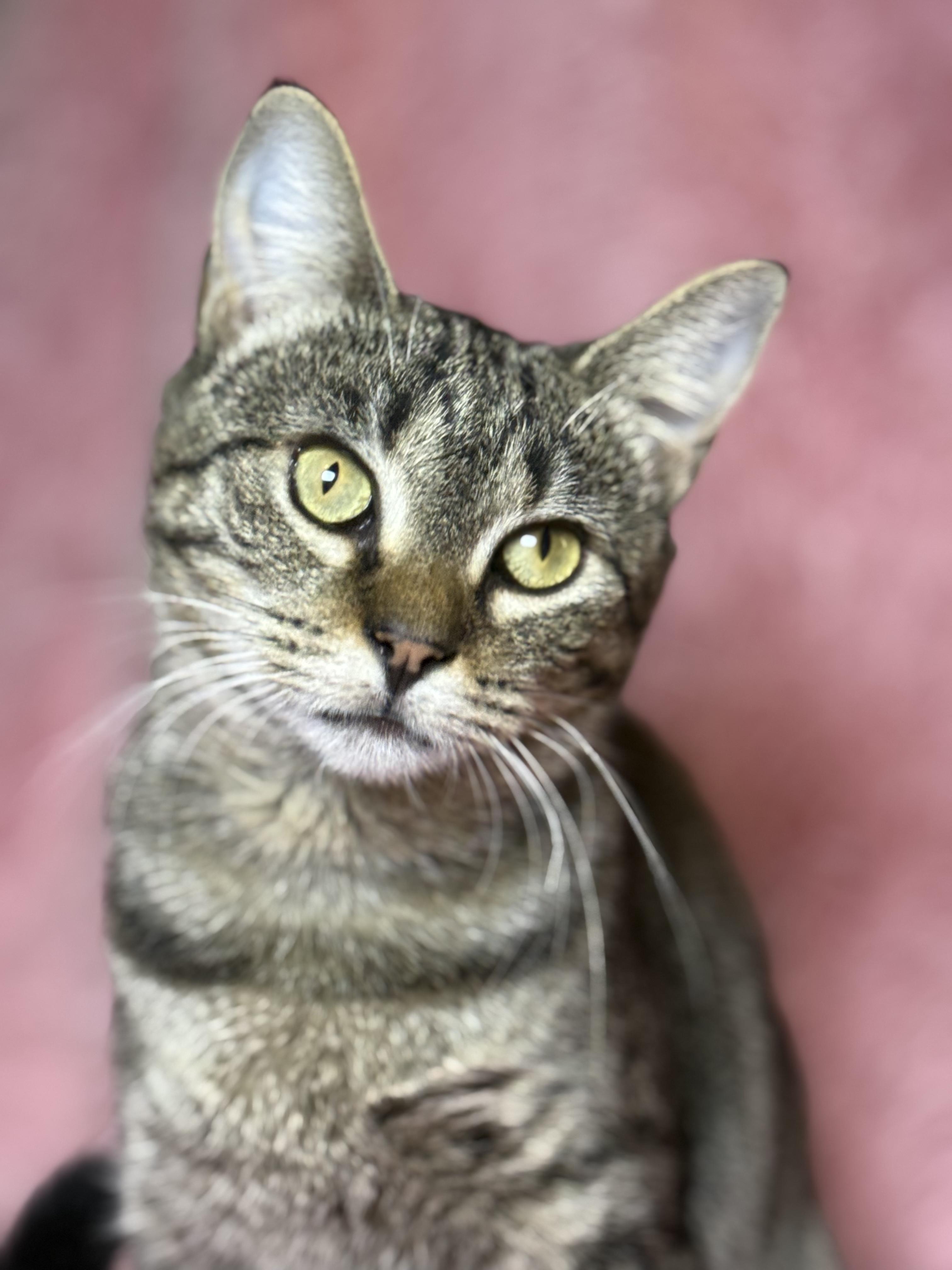 Enlarge Campbells, a Adoptable Domestic Short Hair in Copley, OH image 2/6