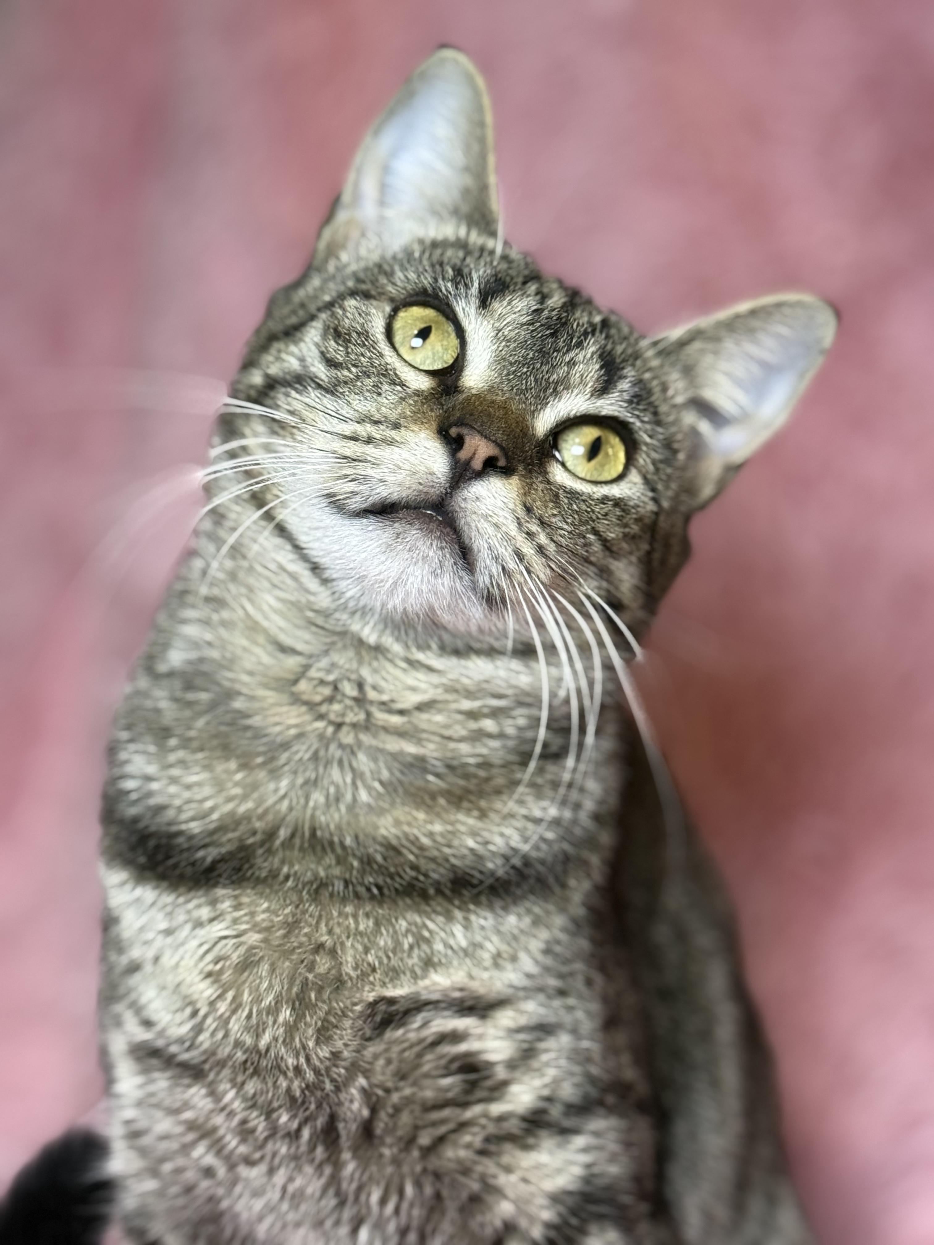 Enlarge Campbells, a Adoptable Domestic Short Hair in Copley, OH image 3/6