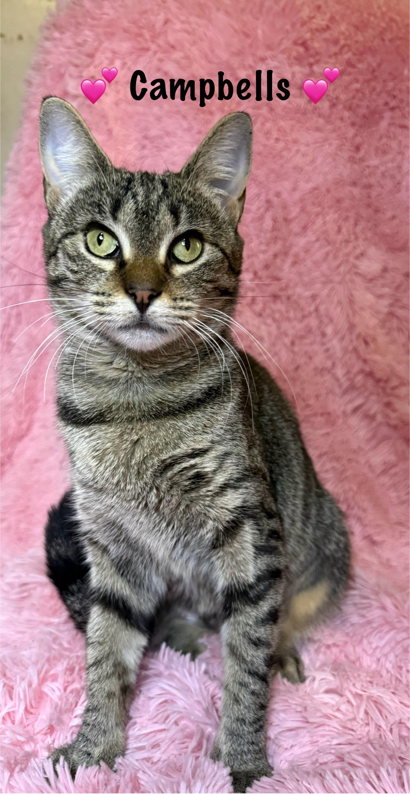 Campbells, Adoptable, Kitten Female Domestic Short Hair.