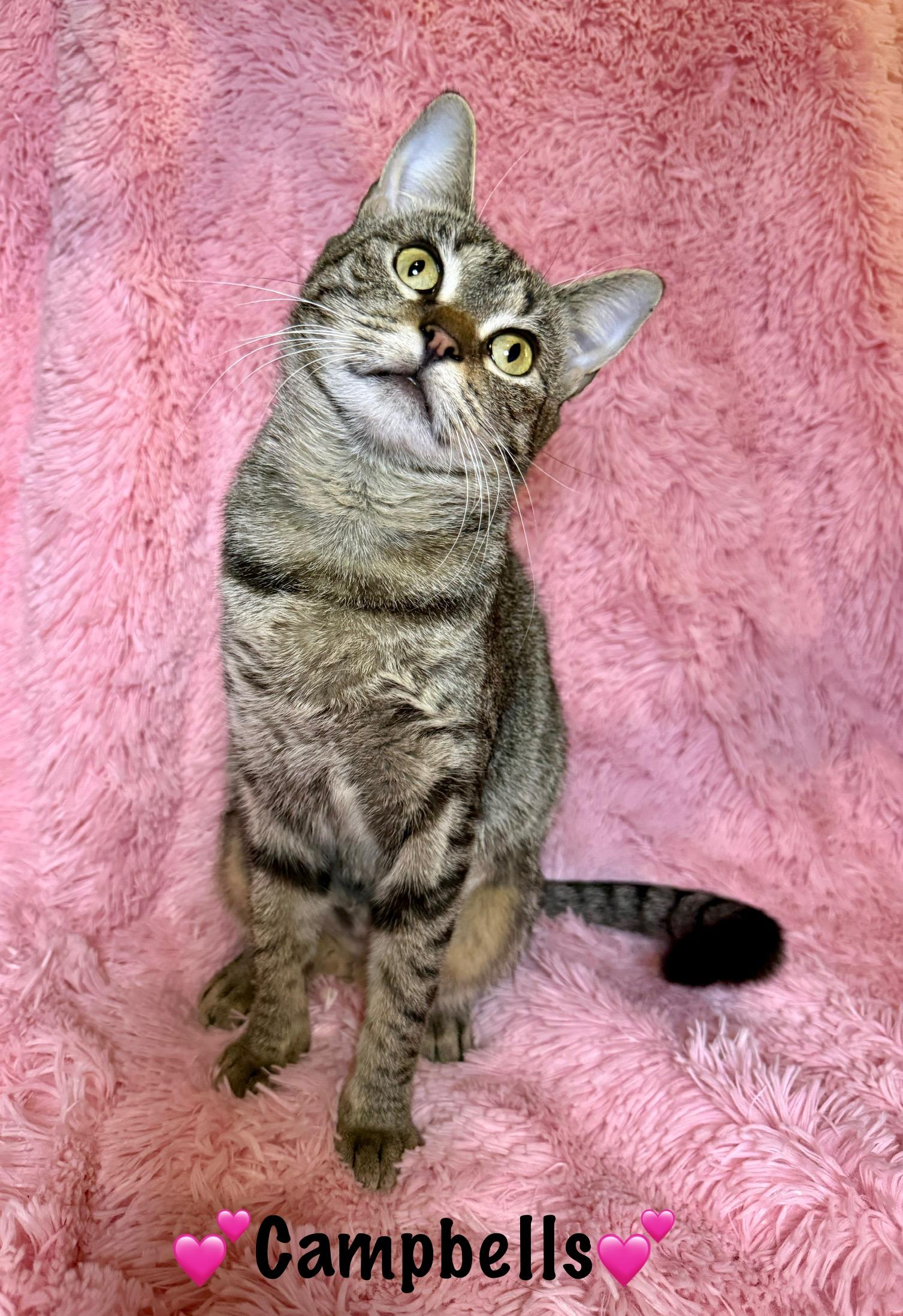 Enlarge Campbells, a Adoptable Domestic Short Hair in Copley, OH image 5/6