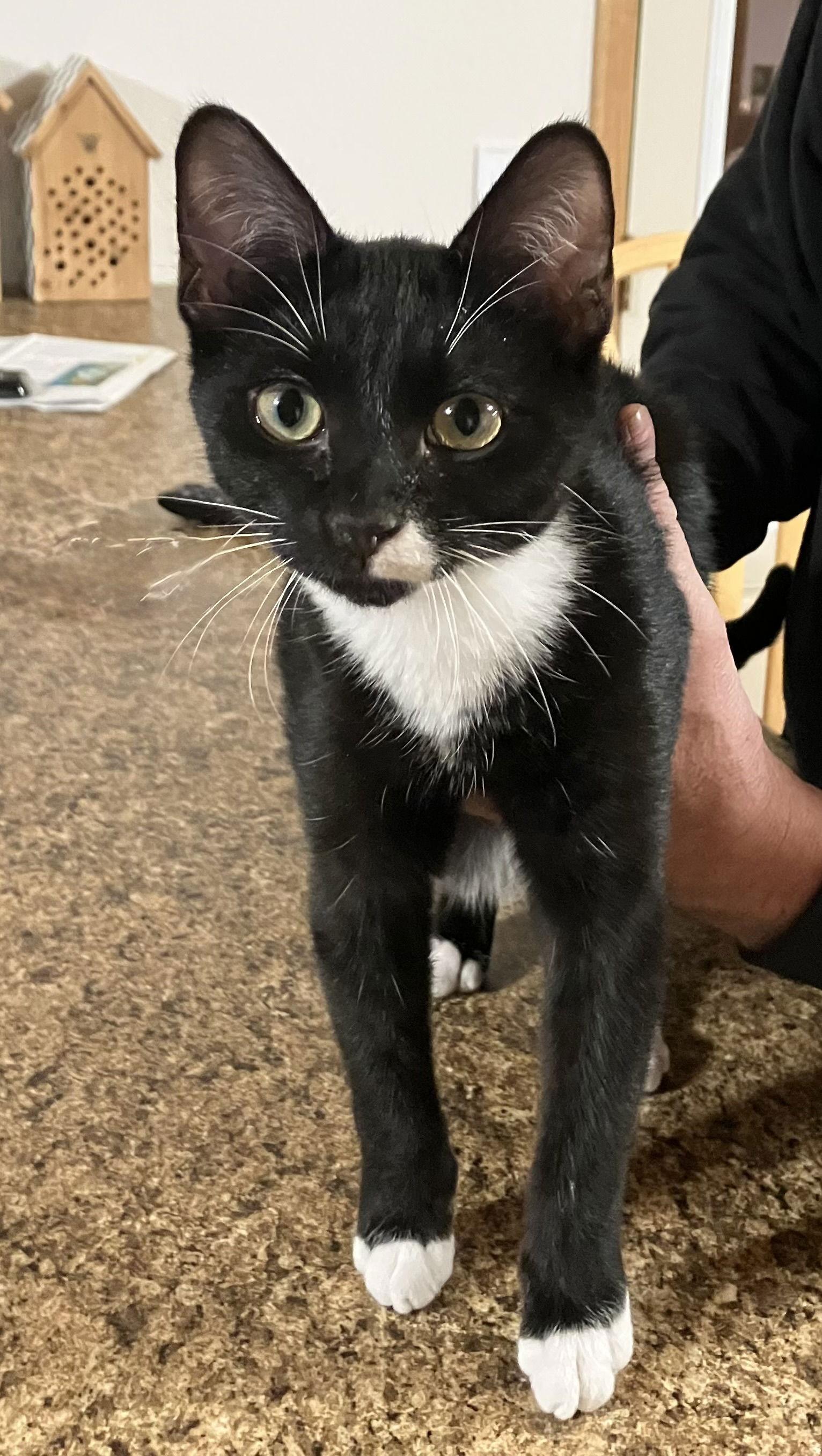 Dennis, Adoptable, Young Male Domestic Short Hair.