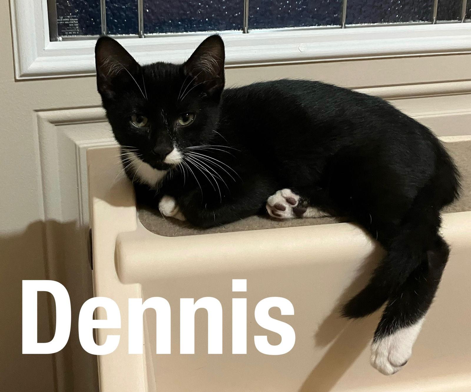 Enlarge Dennis, a Adoptable Domestic Short Hair in Duluth, MN image 1/1