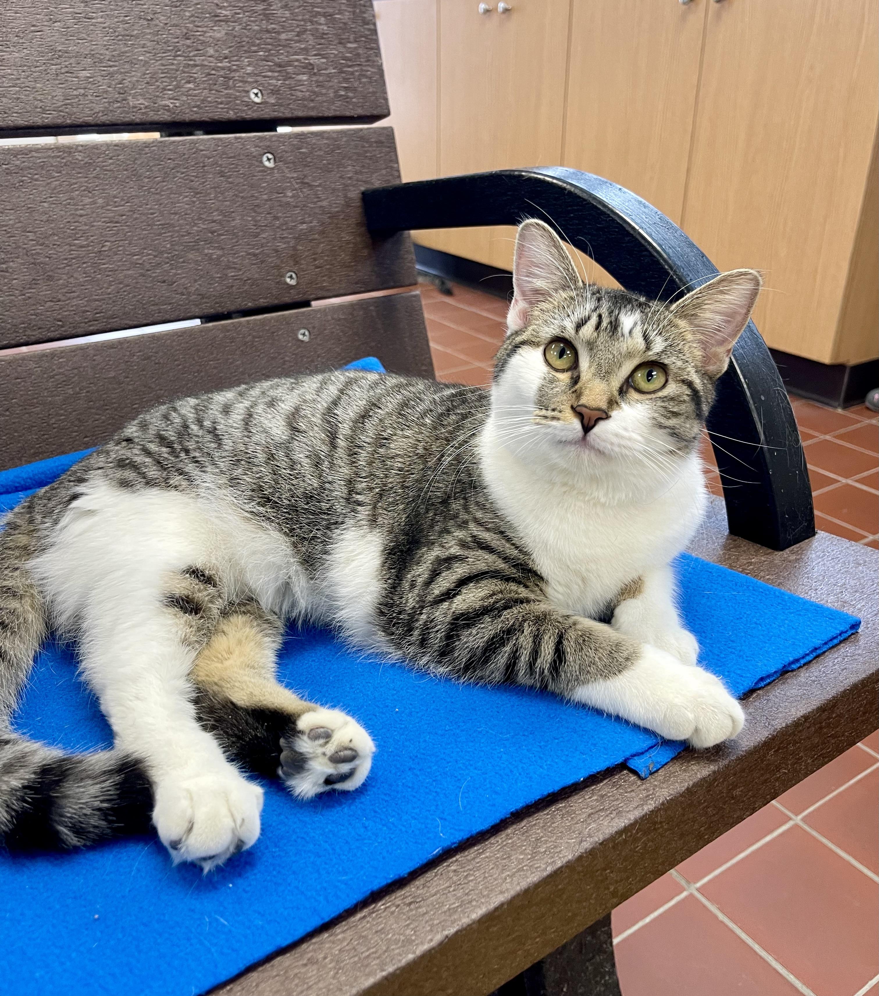 Enlarge Mika, a Adoptable mixed breed in Battle Creek, MI image 2/4