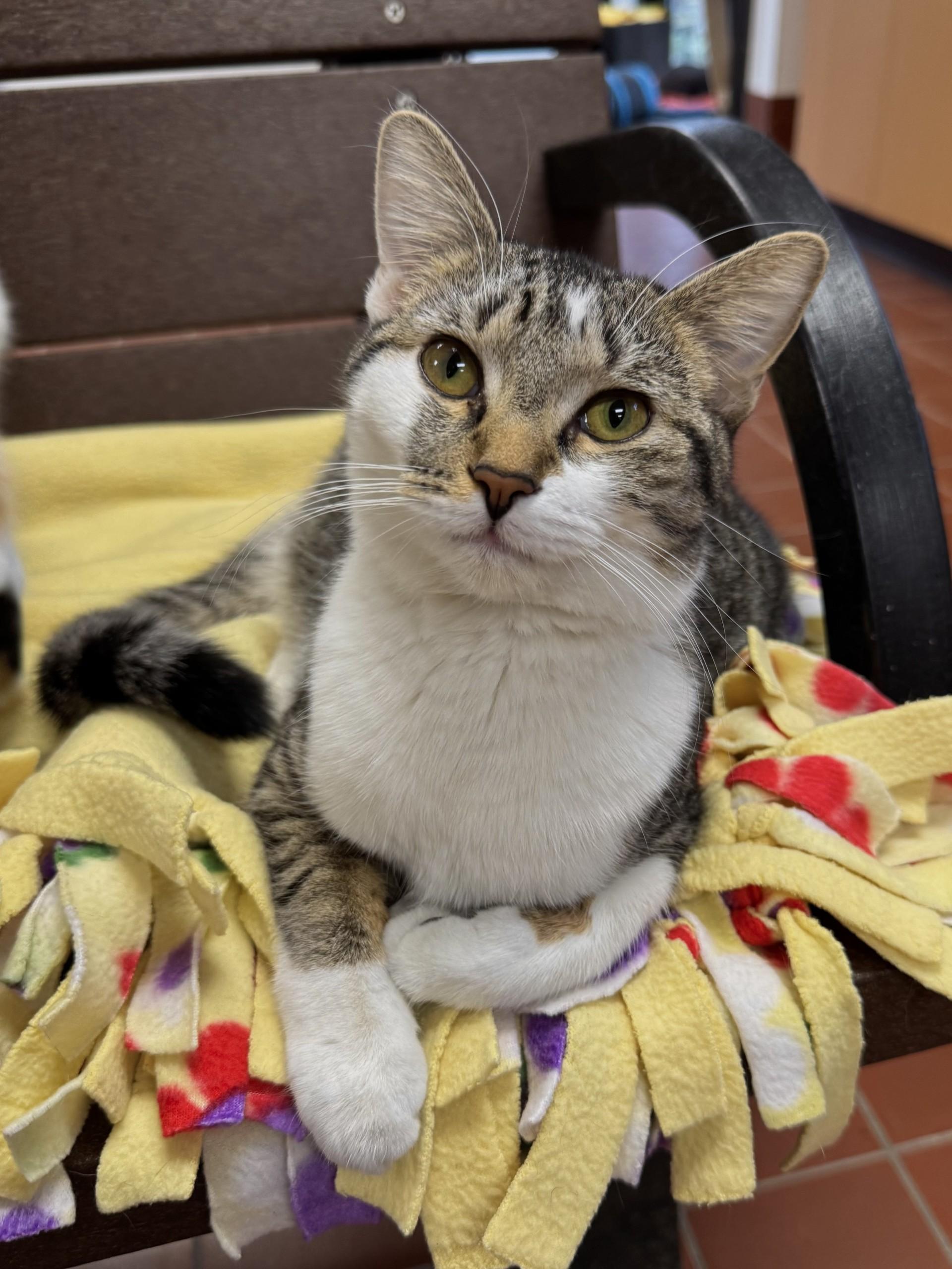 Enlarge Mika, a Adoptable mixed breed in Battle Creek, MI image 1/4