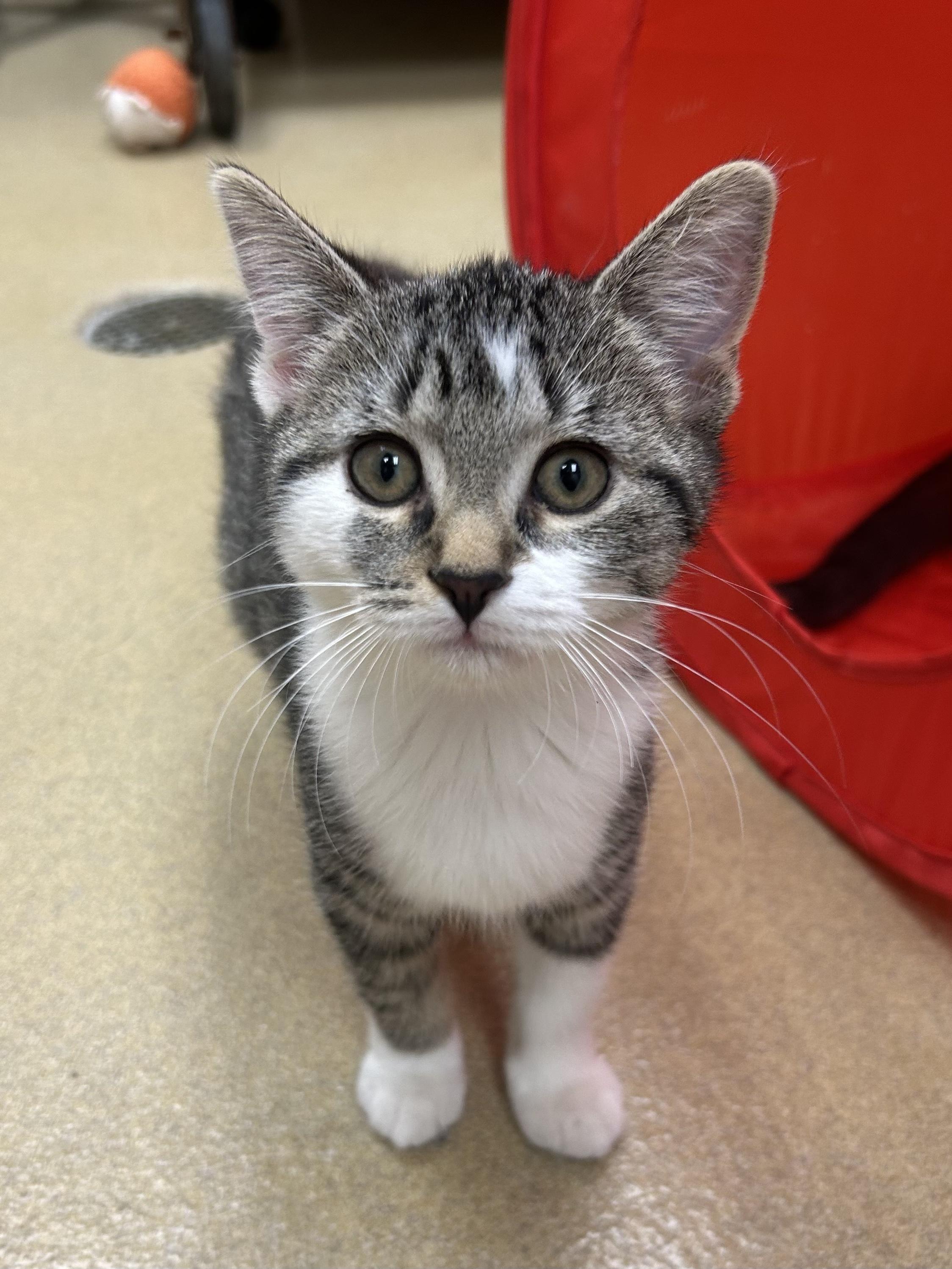 Enlarge Mika, a Adoptable mixed breed in Battle Creek, MI image 2/2