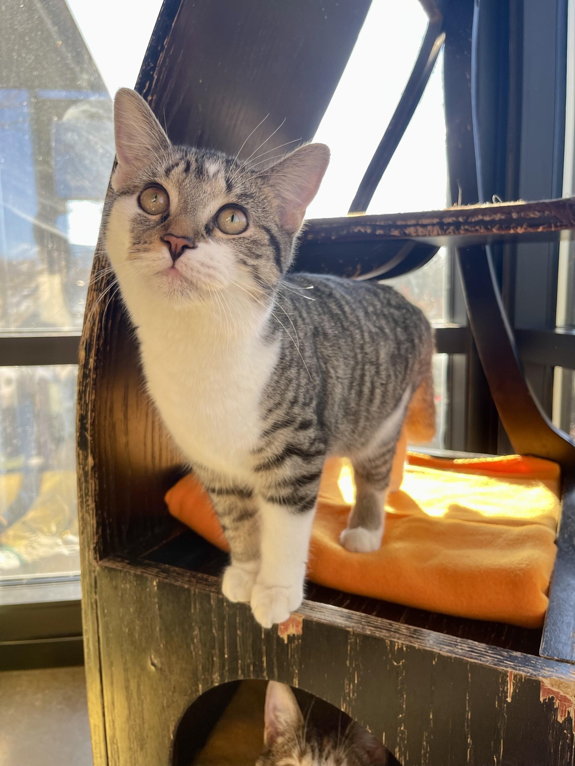 Mika, Adoptable, Kitten Female Domestic Short Hair.