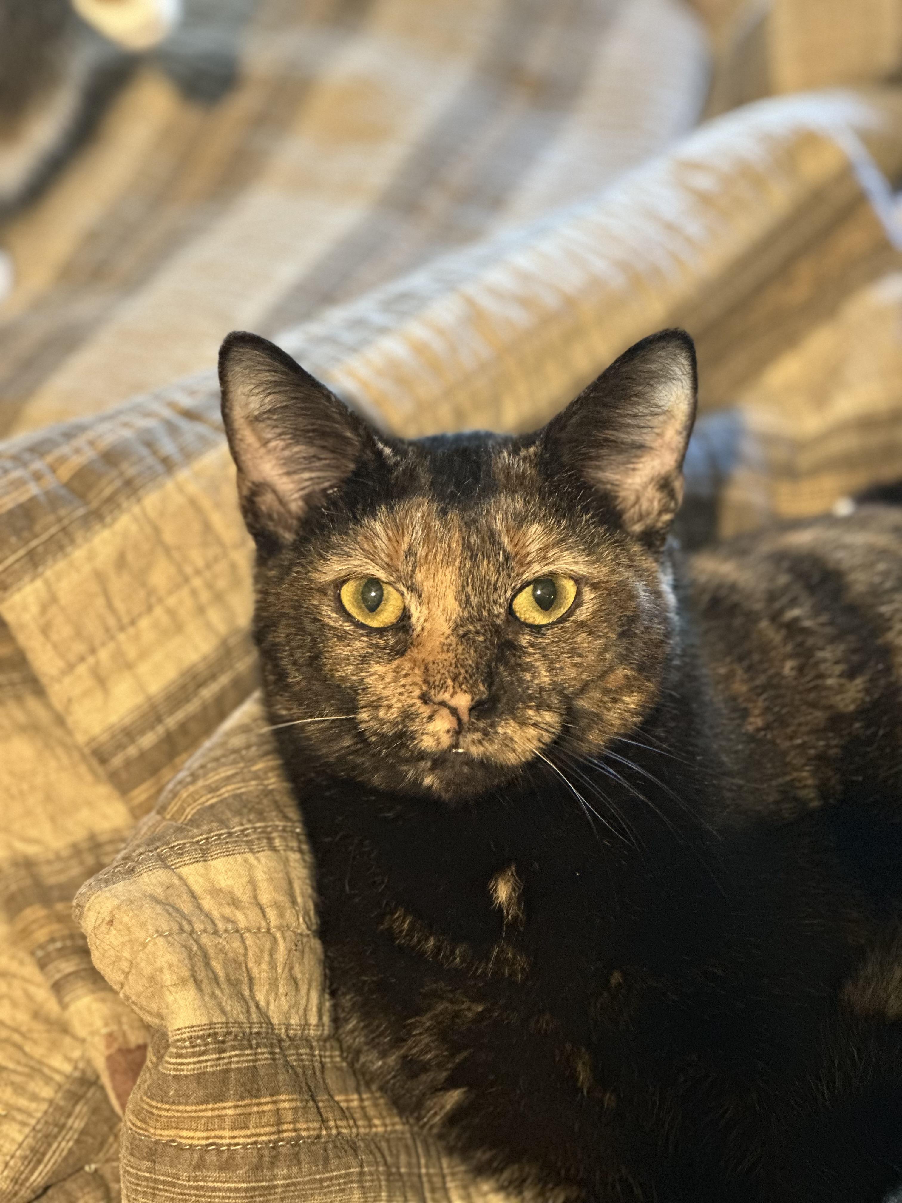 Dina, a ADOPTABLE mixed breed in Lake Worth, FL image 1/3