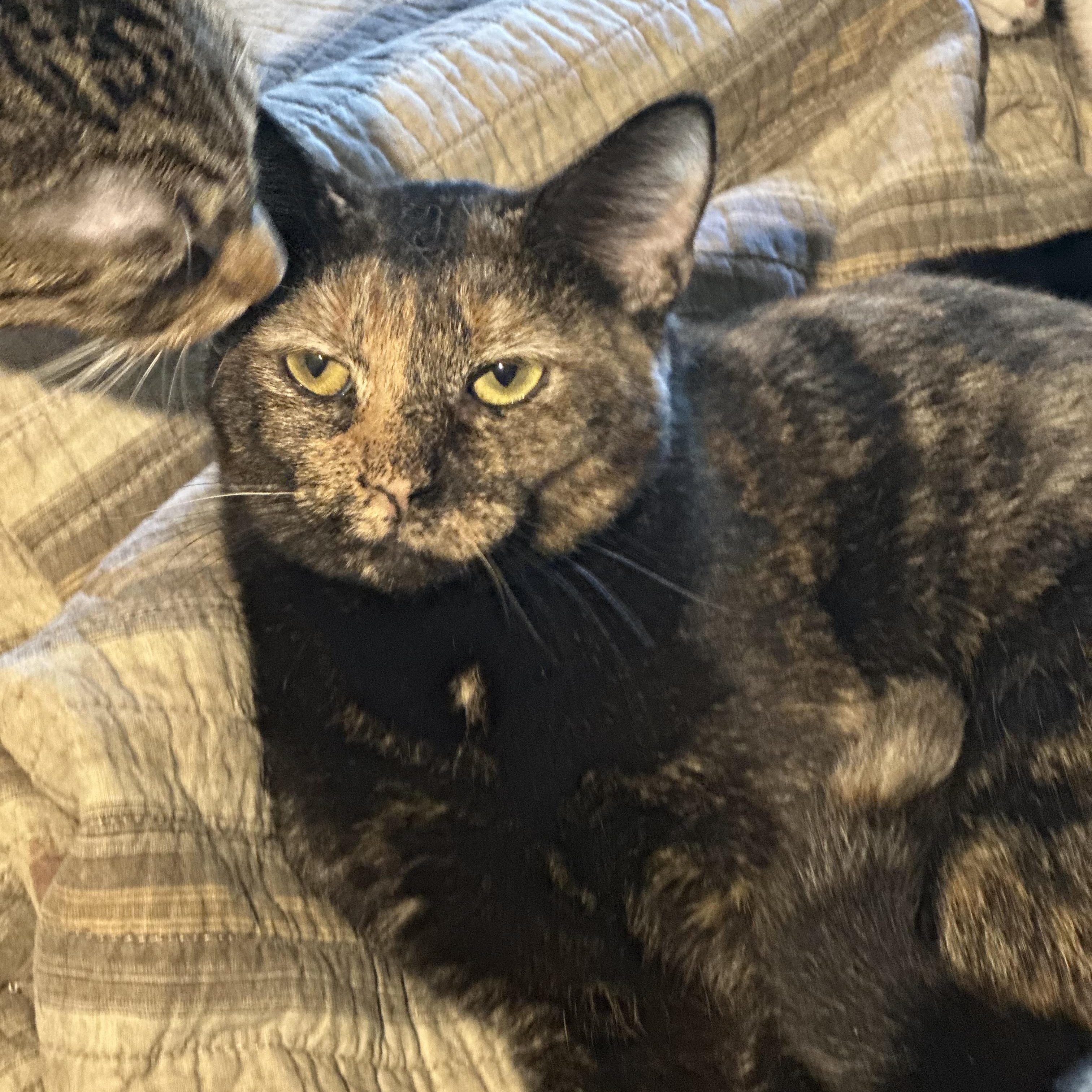 Dina, a ADOPTABLE mixed breed in Lake Worth, FL image 2/3