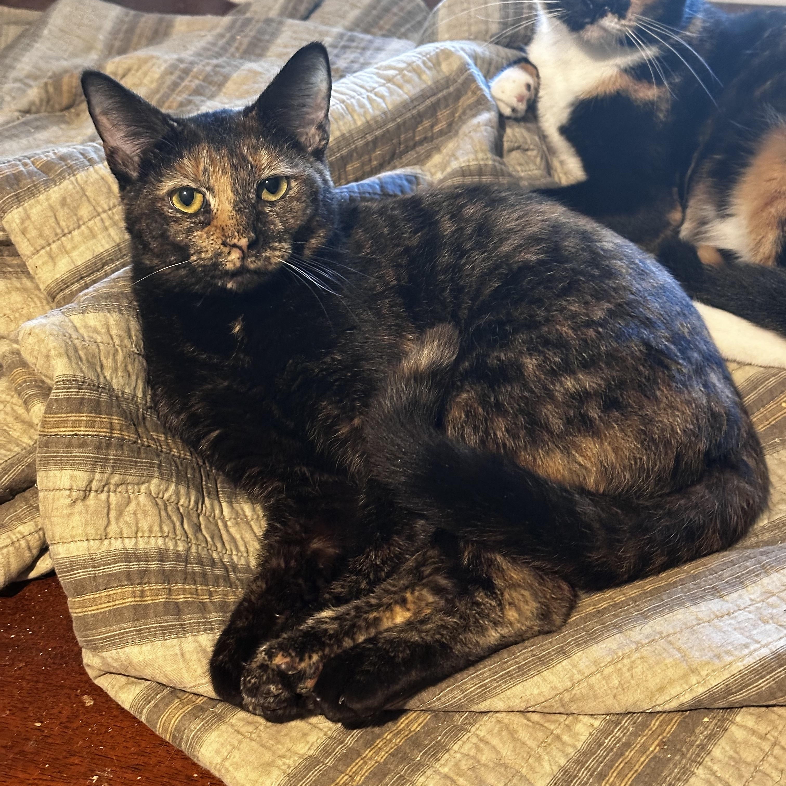 Dina, a ADOPTABLE mixed breed in Lake Worth, FL image 3/3