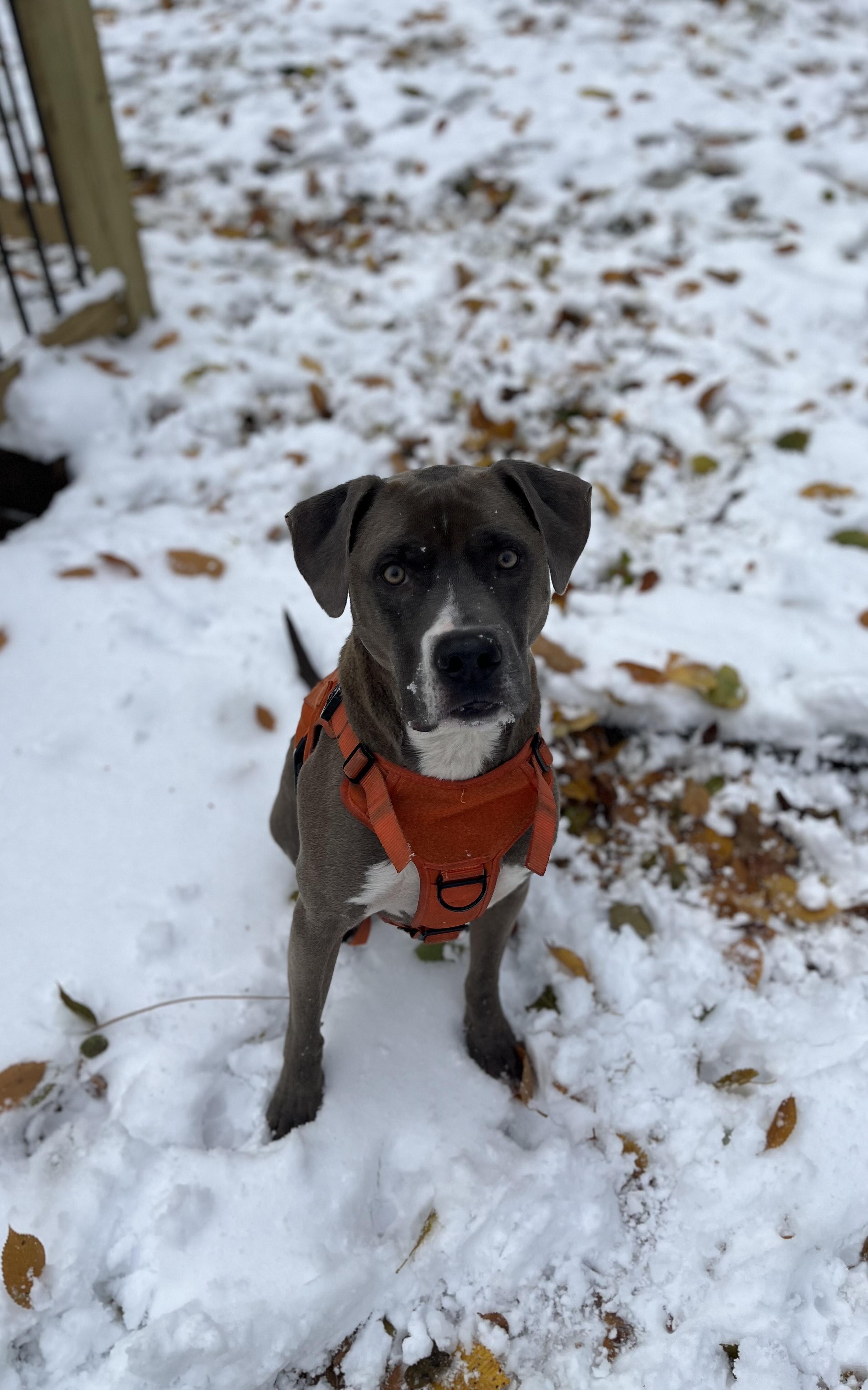 Foster to Adopt Dudley