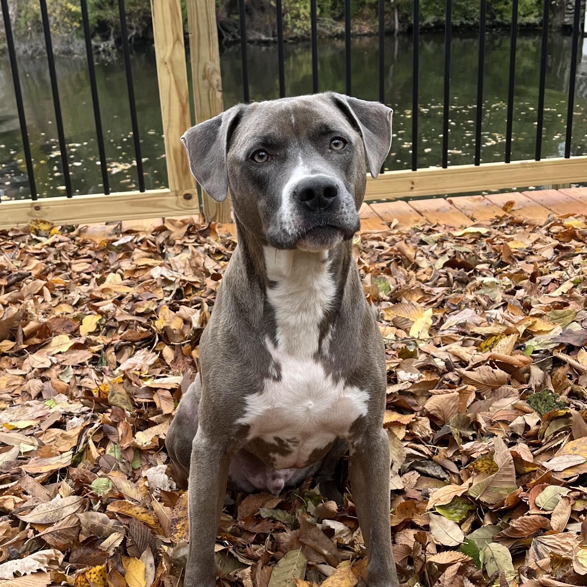 Enlarge Dudley, a Adoptable mixed breed in Oswego, IL image 1/5