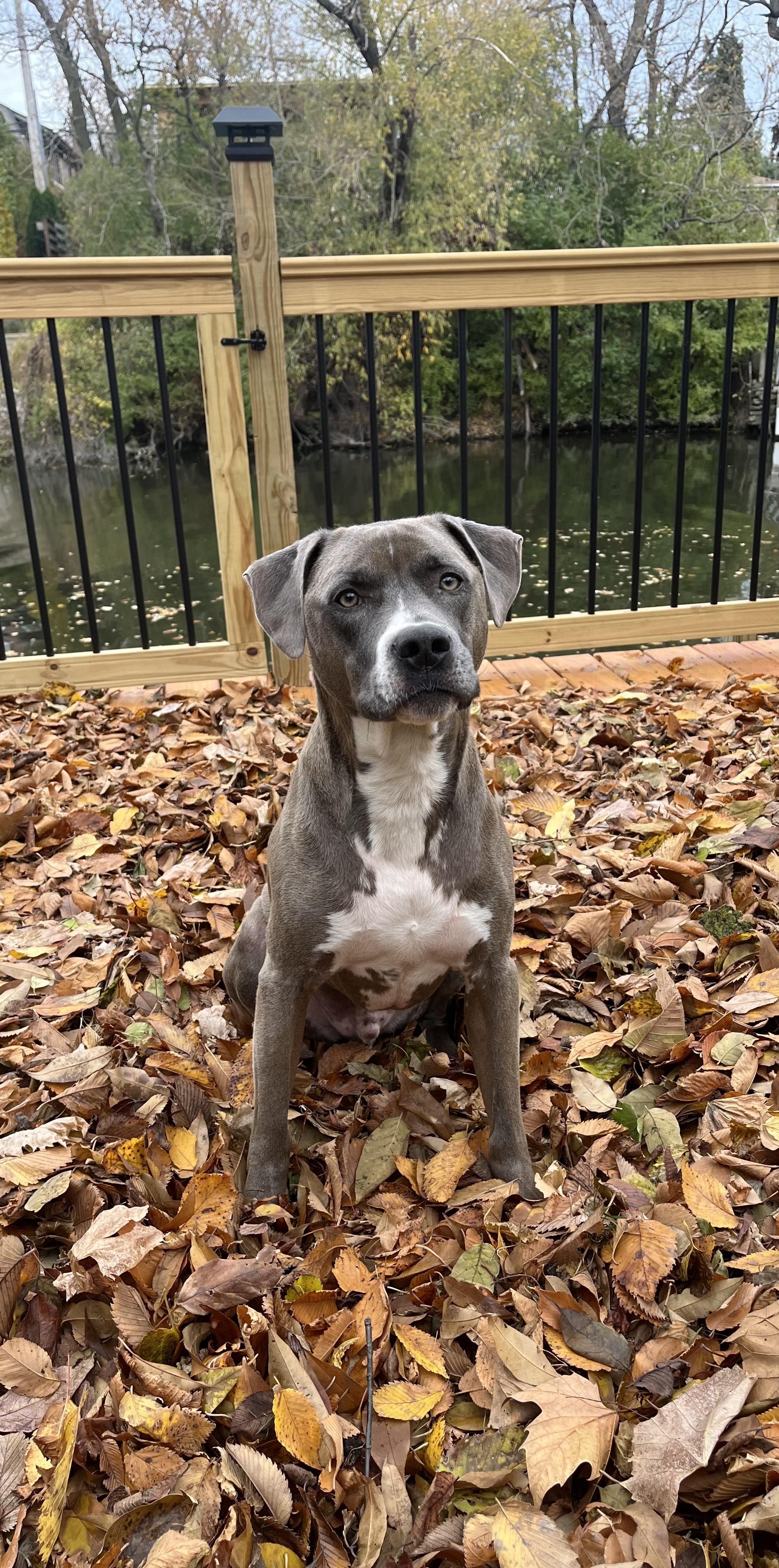 Foster to Adopt Dudley