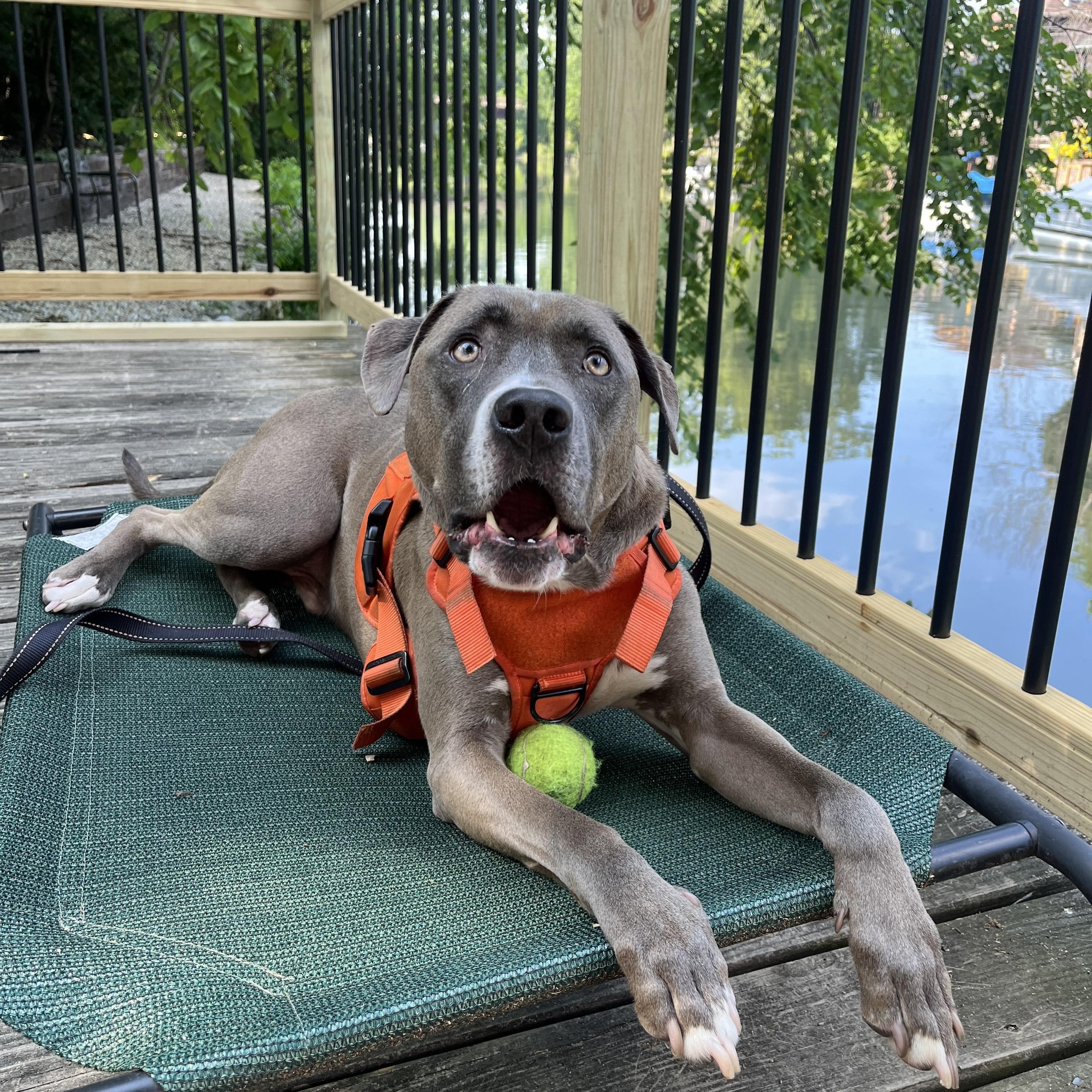 Enlarge Dudley, a Adoptable mixed breed in Oswego, IL image 3/5