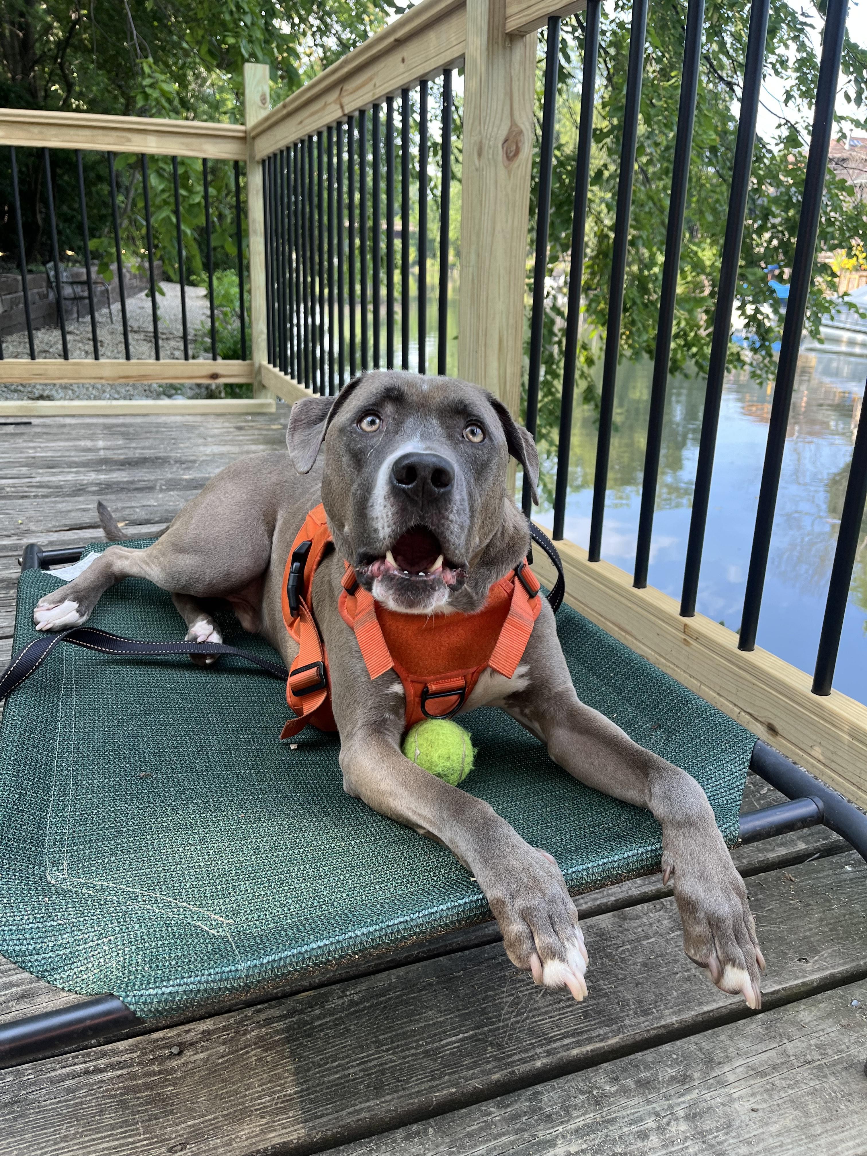 Foster to Adopt Dudley