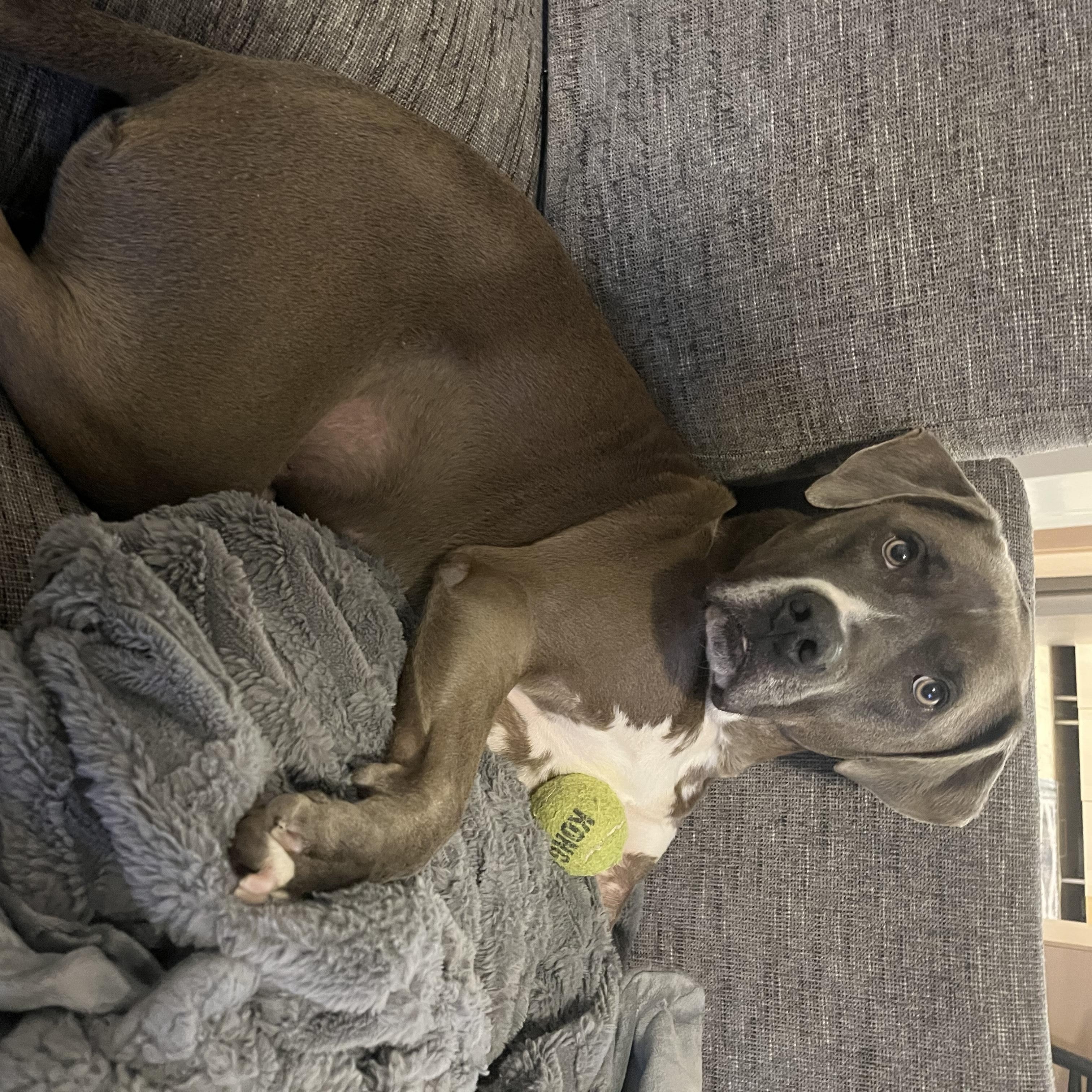 Enlarge Dudley, a Adoptable mixed breed in Oswego, IL image 4/5