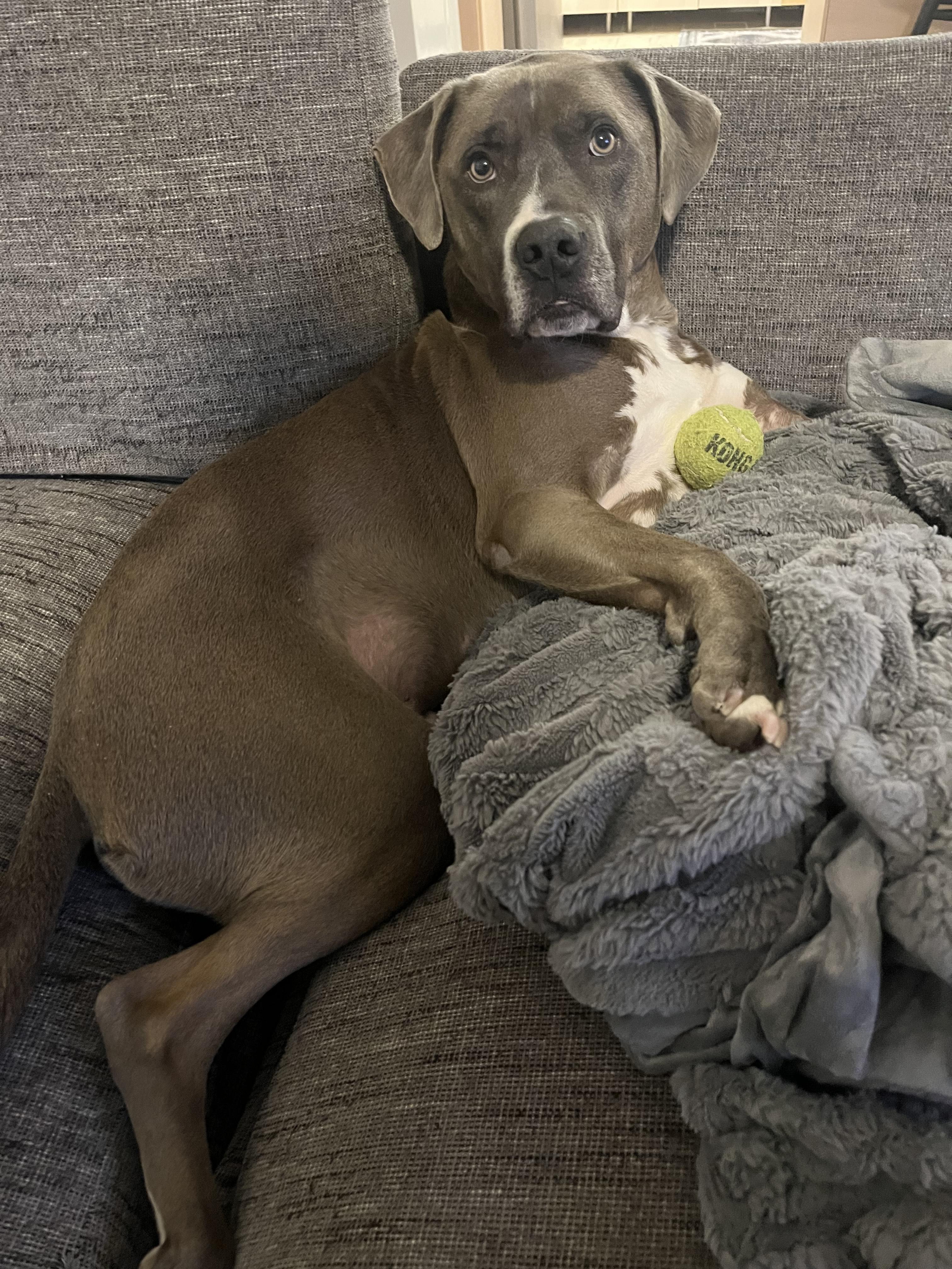 Foster to Adopt Dudley