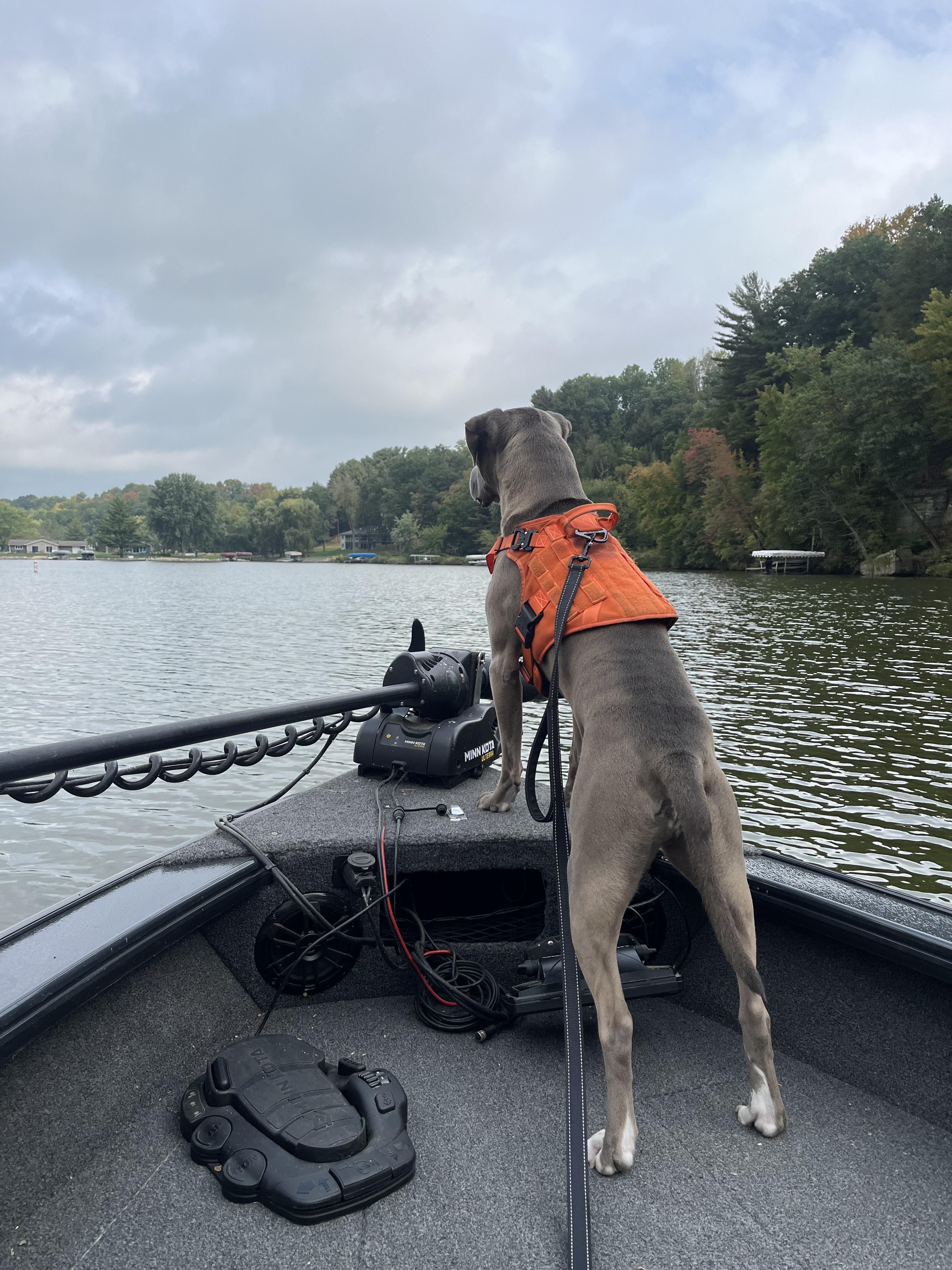 Foster to Adopt Dudley